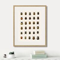 картина: assorted beetles №2, 1735г. в Томске