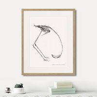 картина: phanicopterus ruber, 1867г. в Томске