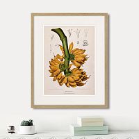 картина: exotic plants of the world №9, 1815г. в Томске