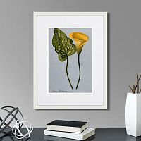 картина: yellow arum lily, 1899г. в Томске