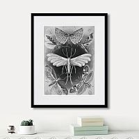 картина: art forms of nature №4, 1897г. в Томске