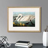 картина: common american swan (white), 1838г. в Томске