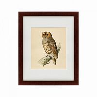 картина: brown owl, 1760 в Томске