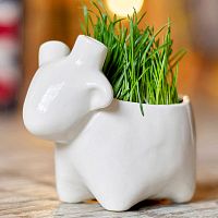 набор для выращивания eco овечка в Томске