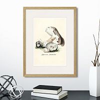 картина: botany illustration №7, 1836г. в Томске