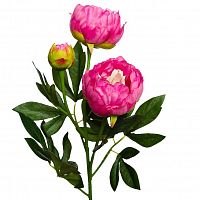 пион розовый 64 см (24) в Томске