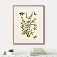 картина: juicy fruit lithography №1, 1870г. в Томске