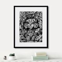 картина: art forms of nature №2, 1897г. в Томске
