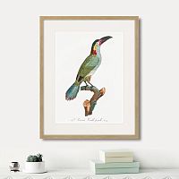 картина: beautiful toucans №3, 1806г. в Томске