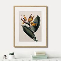 картина: exotic plants of the world №4, 1815г. в Томске
