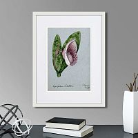 картина: a lady's slipper orchid (cypripedium bellatulum), 1899г. в Томске