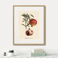 картина: juicy fruit lithography №7, 1870г. в Томске