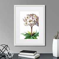картина: caribian flora plumeria, 1740г. в Томске