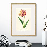 картина: botany illustration №3, 1836г. в Томске