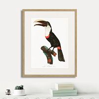 картина: beautiful toucans №2, 1806г. в Томске