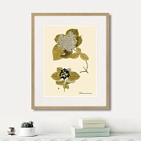 картина: viburnum lantana, 1740г. в Томске