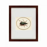 картина: beetle, 1700 в Томске