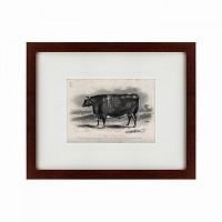 картина: a short horned steer, 1849 в Томске