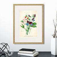 картина: botany illustration №4, 1836г. в Томске