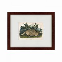 картина: armadillo (dasypus peba), 1848 в Томске