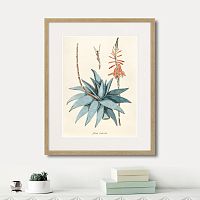 картина: fragmenta botanica №7, 1809г. в Томске