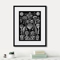 картина: art forms of nature №3, 1897г. в Томске