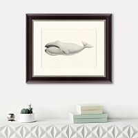 картина: bowhead whale (balaena mysticetus), 1856 в Томске