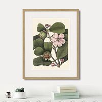 картина: balsam tree with pink flower, 1741г. в Томске