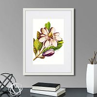 картина: caribian flora purple magnolia, 1740г. в Томске