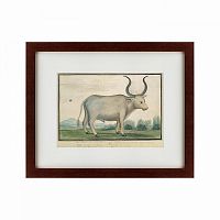 картина: cape ox, 1778 в Томске