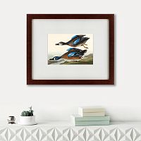 картина: blue-winged teal, 1836 в Томске