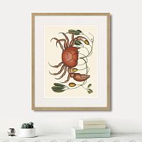 картина: land crab and tapia branch, 1742г. в Томске