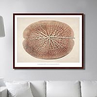 картина: leaf of a gigantic water lily, 1870г. в Томске