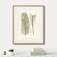 картина: fragmenta botanica №9, 1809г. в Томске