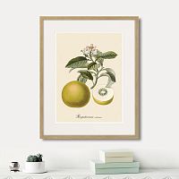 картина: juicy fruit lithography №10, 1870г. в Томске