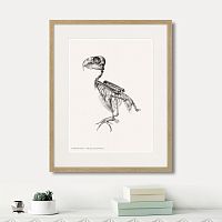 картина: chrysotis braziliensis, 1867г. в Томске
