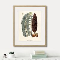 картина: fragmenta botanica №5, 1809г. в Томске