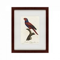 картина: perruche a chaperon bleu, 1801 в Томске